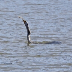 Anhinga novaehollandiae at Bonython, ACT - 2 Sep 2020