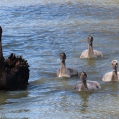 Cygnus atratus (Black Swan) at Stranger Pond - 2 Sep 2020 by RodDeb