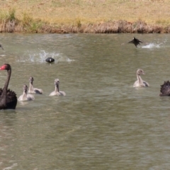 Cygnus atratus at Bonython, ACT - 2 Sep 2020