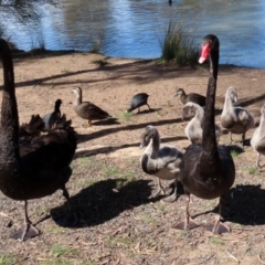 Cygnus atratus at Bonython, ACT - 2 Sep 2020