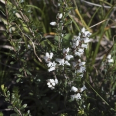 Cryptandra amara (Bitter Cryptandra) at Hawker, ACT - 29 Aug 2020 by AlisonMilton