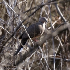 Spilopelia chinensis (Spotted Dove) at Bonython, ACT - 2 Sep 2020 by RodDeb