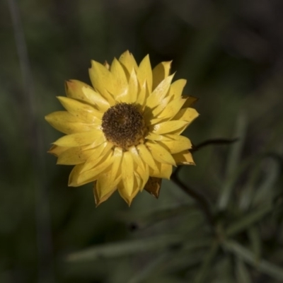 Xerochrysum viscosum (Sticky Everlasting) at Hawker, ACT - 29 Aug 2020 by AlisonMilton