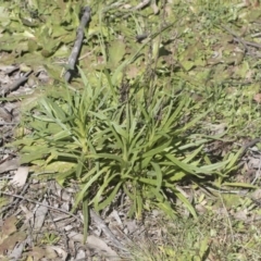 Xerochrysum viscosum at Hawker, ACT - 29 Aug 2020 12:22 PM