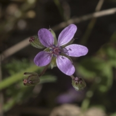 Erodium cicutarium (Common Storksbill, Common Crowfoot) at The Pinnacle - 29 Aug 2020 by AlisonMilton