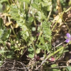 Erodium cicutarium at Hawker, ACT - 29 Aug 2020