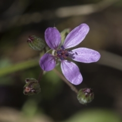 Erodium cicutarium at Hawker, ACT - 29 Aug 2020 12:32 PM