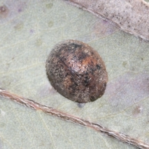 Trachymela sp. (genus) at Hawker, ACT - 29 Aug 2020