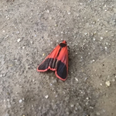 Scoliacma bicolora (Red Footman) at Tennent, ACT - 25 Nov 2018 by Liam.m