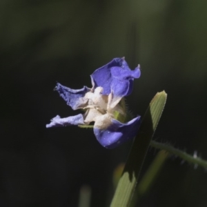 Wahlenbergia sp. at Hawker, ACT - 29 Aug 2020 10:33 AM