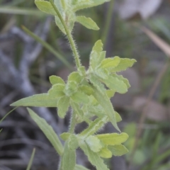 Wahlenbergia sp. at Hawker, ACT - 29 Aug 2020