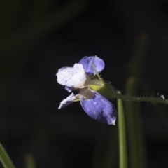 Wahlenbergia sp. at Hawker, ACT - 29 Aug 2020 10:33 AM