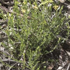 Pimelea curviflora at Hawker, ACT - 29 Aug 2020