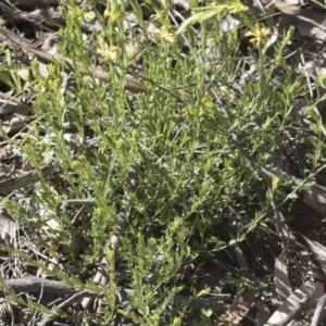 Pimelea curviflora at Hawker, ACT - 29 Aug 2020