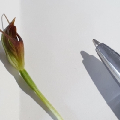 Pterostylis oblonga (Coastal Maroonhood) at South Durras, NSW - 2 Sep 2020 by nickhopkins