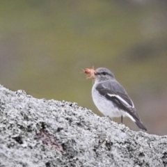 Melanodryas cucullata (Hooded Robin) at Tharwa, ACT - 14 Aug 2020 by Liam.m