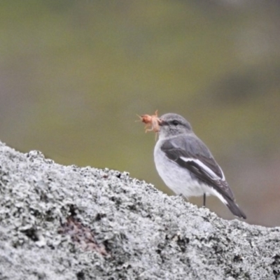 Melanodryas cucullata cucullata (Hooded Robin) at Tharwa, ACT - 15 Aug 2020 by Liam.m