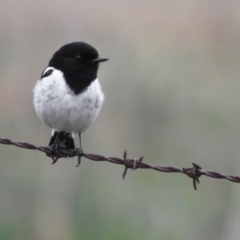 Melanodryas cucullata cucullata at Tharwa, ACT - suppressed