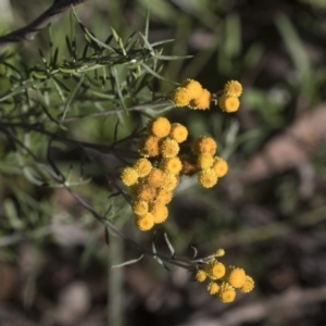 Chrysocephalum semipapposum at Hawker, ACT - 29 Aug 2020