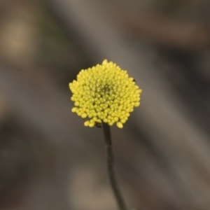 Craspedia variabilis at Hawker, ACT - suppressed