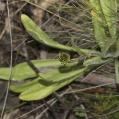 Craspedia variabilis at Hawker, ACT - suppressed