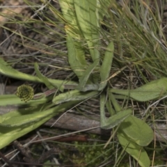 Craspedia variabilis at Hawker, ACT - suppressed