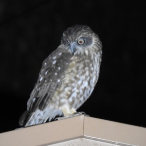 Ninox boobook at Macarthur, ACT - 19 Aug 2020 09:02 PM