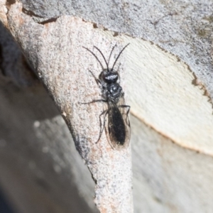 Tiphiidae (family) at Bruce, ACT - 28 Aug 2020