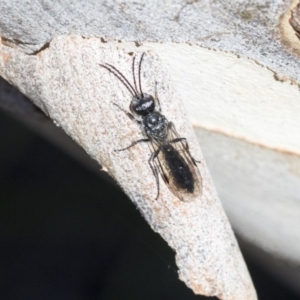 Tiphiidae (family) at Bruce, ACT - 28 Aug 2020