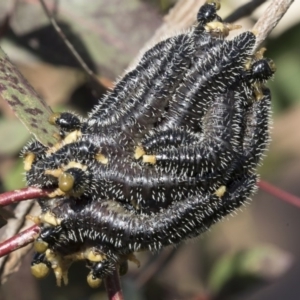 Perga sp. (genus) at Higgins, ACT - 31 Aug 2020