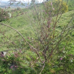 Indigofera australis subsp. australis at Holt, ACT - 3 Sep 2020 01:27 PM