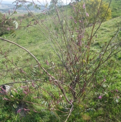 Indigofera australis subsp. australis (Australian Indigo) at Holt, ACT - 3 Sep 2020 by dwise