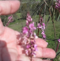 Indigofera australis subsp. australis at Holt, ACT - 3 Sep 2020 01:27 PM