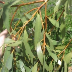 Eucalyptus pauciflora (A Snow Gum) at Mount Painter - 3 Sep 2020 by dwise