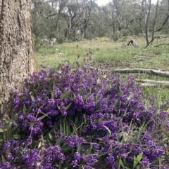 Hardenbergia violacea at Hawker, ACT - 3 Sep 2020