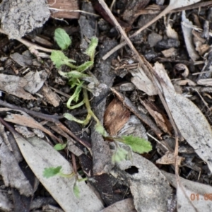 Convolvulus angustissimus subsp. angustissimus at Weston, ACT - 1 Sep 2020