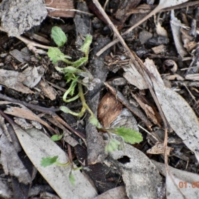 Convolvulus angustissimus subsp. angustissimus (Australian Bindweed) at Weston, ACT - 31 Aug 2020 by AliceH