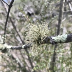 Usnea sp. (genus) (Bearded lichen) at The Pinnacle - 3 Sep 2020 by annamacdonald