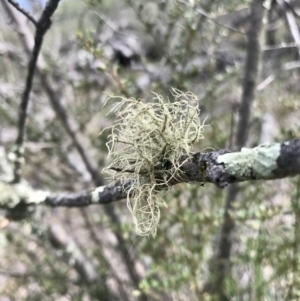 Usnea sp. (genus) at Hawker, ACT - 3 Sep 2020 10:57 AM