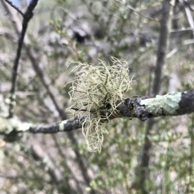 Usnea sp. (genus) (Bearded lichen) at The Pinnacle - 3 Sep 2020 by annamacdonald