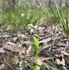 Wurmbea dioica subsp. dioica (Early Nancy) at Holt, ACT - 3 Sep 2020 by annamacdonald