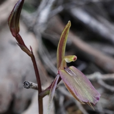 Cyrtostylis reniformis (Common Gnat Orchid) by shoko