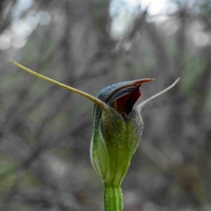 Pterostylis pedunculata at Jerrabomberra, NSW - 3 Sep 2020