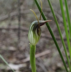 Pterostylis pedunculata at Jerrabomberra, NSW - 3 Sep 2020