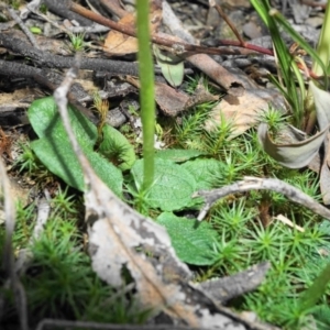 Pterostylis pedunculata at Jerrabomberra, NSW - 3 Sep 2020