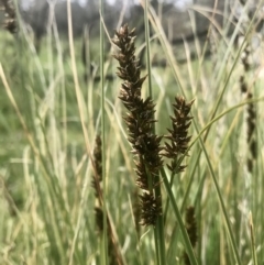 Carex appressa at Holt, ACT - 3 Sep 2020