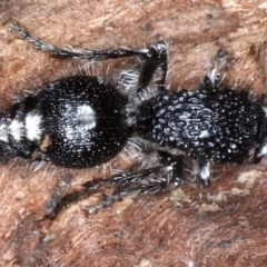 Bothriomutilla rugicollis (Mutillid wasp or velvet ant) at Majura, ACT - 1 Sep 2020 by jb2602