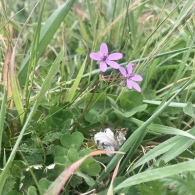 Erodium cicutarium (Common Storksbill, Common Crowfoot) at Hawker, ACT - 3 Sep 2020 by annamacdonald