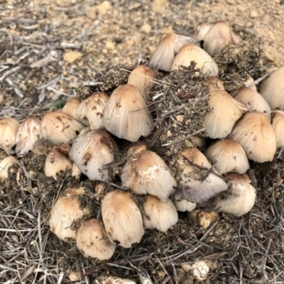 Coprinellus etc. (An Inkcap) at The Pinnacle - 9 Apr 2020 by annamacdonald