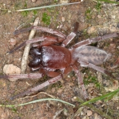 Clubiona sp. (genus) (Unidentified Stout Sac Spider) at Majura, ACT - 1 Sep 2020 by jb2602